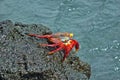 One red sally lightfoot galapagos crab close-up Galapagos island Ecuador Royalty Free Stock Photo