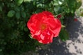 One red semi-double flower of rose in May