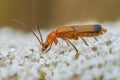 one red soldier beetle sits on a white flower and sunbathes Royalty Free Stock Photo