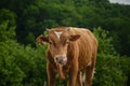 One red spotted cow in village in green forest. Concept agricultural industry. Brown young bull calf walks in summer and Royalty Free Stock Photo