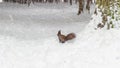 One red squirrel under tree, on white snow in park, snowfall, blizzard, winter season.