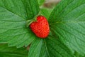 One red strawberry lies on the green leaves of the bush Royalty Free Stock Photo