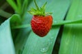 One red strawberry on a stalk Royalty Free Stock Photo