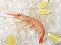One red tiger shrimp with lime on ice Royalty Free Stock Photo