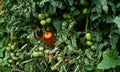 One Red Tomato amongst many Green Tomatoes.