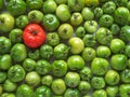 One red tomato among many green unripe ones Royalty Free Stock Photo