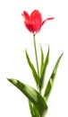 One red tulip Royalty Free Stock Photo
