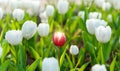 One red tulip on background of white tulips Royalty Free Stock Photo