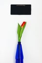 one red tulip in the blue vase and chalk board for notes isolate Royalty Free Stock Photo