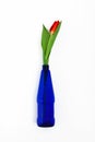 One red tulip in a blue vase isolated on a white background Royalty Free Stock Photo