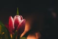 One red tulip covered with dew drops. Selective focus Royalty Free Stock Photo