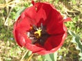 one red tulip Royalty Free Stock Photo