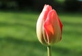 One red tulip flower bud, Tulipa, opening in springtime, close-up on a natural green background Royalty Free Stock Photo