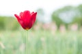 One red tulip flower in the park Royalty Free Stock Photo