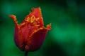 One Red tulip on fresh green background in soft light on blur background with place for your text Royalty Free Stock Photo