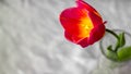 One red tulip with a green leaf is in a glass. Focus on the flower Royalty Free Stock Photo