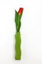 One red tulip in a green vase isolated on a white background Royalty Free Stock Photo