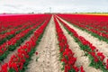 One red tulip grows next to the row with many other red tulips Royalty Free Stock Photo