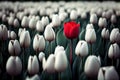 One red tulip among many white ones. Concept of diversity and individuality. Generative ai