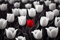 One red tulip among many white ones. Concept of diversity and individuality. Generative ai