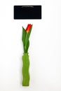 one red tulip in a vase and green chalk board for notes isolated Royalty Free Stock Photo