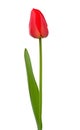 One red tulip