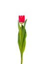 One red tulip on a white background with green leaves Royalty Free Stock Photo