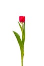 One red tulip on a white background with green leaves Royalty Free Stock Photo