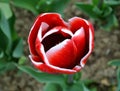 One red tulip with white borders growing outside in the garden at spring time Royalty Free Stock Photo