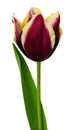 One red tulip with yellow border with stem and leaves close up on isolated white background Royalty Free Stock Photo