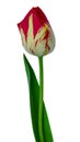 One red tulip with yellow border with stem and leaves close up on isolated white background Royalty Free Stock Photo