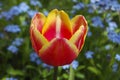 One red tulip with yellow edging Royalty Free Stock Photo