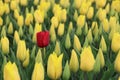 One red tulip in yellow tulip field Royalty Free Stock Photo