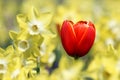 One red tulip in yellow light of narcissus flowers