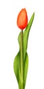 One red tulips isolated on white