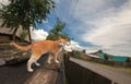 One red-white cat on the wooden roof of a small barn on the background of village and blue cloudy sky Royalty Free Stock Photo