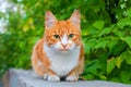 One red and white color cute cat close up, tree branch green leaves background, green eyes ginger furry pretty kitty, summer