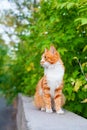 One red and white color cute cat close up, tree branch green leaves background, green eyes ginger furry pretty kitty, summer Royalty Free Stock Photo