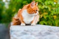 One red and white color cute cat close up, tree branch green leaves background, green eyes ginger furry pretty kitty, summer