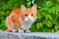 One red and white color cute cat on tree branch green leaves blurred background close up, ginger furry pretty kitty, copy space Royalty Free Stock Photo