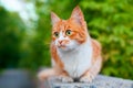 One red and white color cute cat on tree branch green leaves blurred background close up, ginger furry pretty kitty, copy space Royalty Free Stock Photo