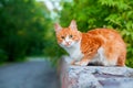 One red and white color cute cat on tree branch green leaves blurred background close up, ginger furry pretty kitty, copy space Royalty Free Stock Photo