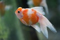 One Red and White Ranchu Goldfish