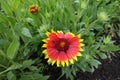 One red and yellow flower of Gaillardia aristata Royalty Free Stock Photo