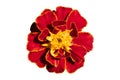 One red-yellow French Marigold flower isolated on white