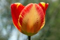 One red and yellow tulip flower blooming in springtime, close-up side view Royalty Free Stock Photo