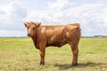 One reddish brown young horned cow standing head up shy and proudly in a pasture with blue sky and green grass Royalty Free Stock Photo