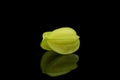 One is reflecting starfruit Royalty Free Stock Photo
