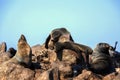 Resting brown fur seal, Arctocephalus pusillus, Cape cross, Namibia