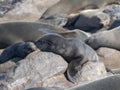 Resting brown fur seal, Arctocephalus pusillus, Cape cross, Namibia